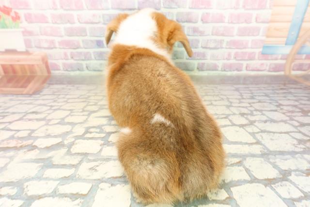 北海道のウェルシュコーギーペンブローク (Coo&RIKU札幌西店/2025年9月22日生まれ/男の子/レッドホワイト)の子犬の4枚目の画像