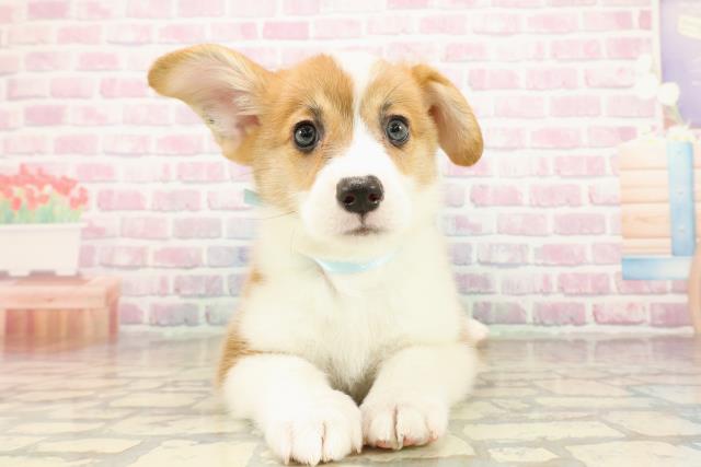 北海道のウェルシュコーギーペンブローク (Coo&RIKU北見店/2025年9月22日生まれ/男の子/レッドホワイト)の子犬の1枚目の画像