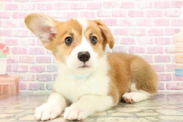 北海道のウェルシュコーギーペンブローク (Coo&RIKU北見店/2025年9月22日生まれ/男の子/レッドホワイト)の子犬の2枚目の画像