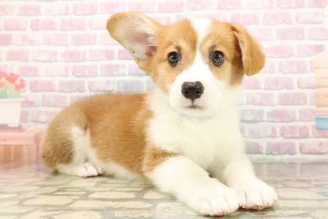 北海道のウェルシュコーギーペンブローク (Coo&RIKU北見店/2025年9月22日生まれ/男の子/レッドホワイト)の子犬の3枚目の画像