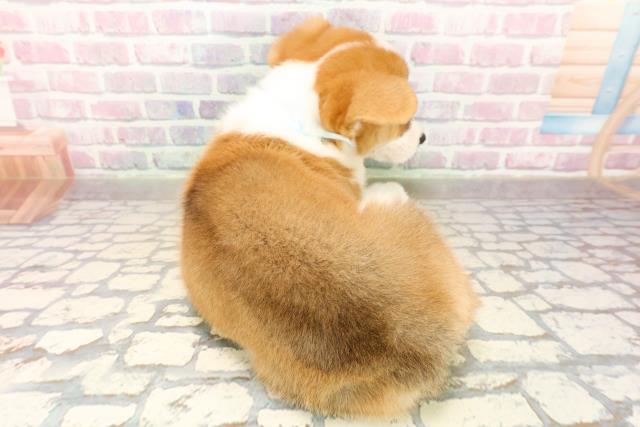 北海道のウェルシュコーギーペンブローク (Coo&RIKU北見店/2025年9月22日生まれ/男の子/レッドホワイト)の子犬の4枚目の画像