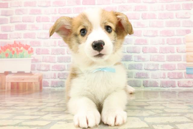 北海道のウェルシュコーギーペンブローク (Coo&RIKU旭川店/2025年9月22日生まれ/男の子/レッドホワイト)の子犬の1枚目の画像