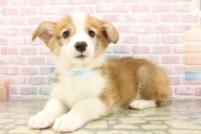 北海道のウェルシュコーギーペンブローク (Coo&RIKU旭川店/2025年9月22日生まれ/男の子/レッドホワイト)の子犬の2枚目の画像