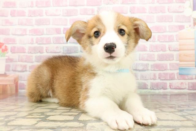 北海道のウェルシュコーギーペンブローク (Coo&RIKU旭川店/2025年9月22日生まれ/男の子/レッドホワイト)の子犬の3枚目の画像