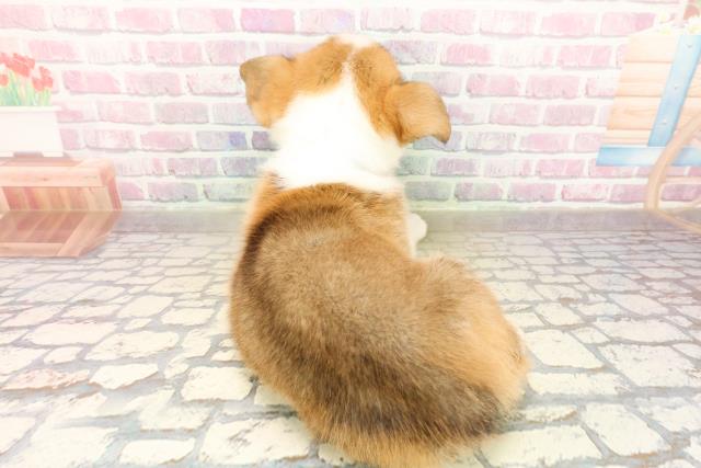 北海道のウェルシュコーギーペンブローク (Coo&RIKU旭川店/2025年9月22日生まれ/男の子/レッドホワイト)の子犬の4枚目の画像