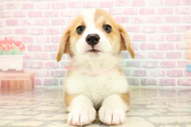 北海道のウェルシュコーギーペンブローク (Coo&RIKU釧路店/2025年9月22日生まれ/女の子/レッドホワイト)の子犬の1枚目の画像