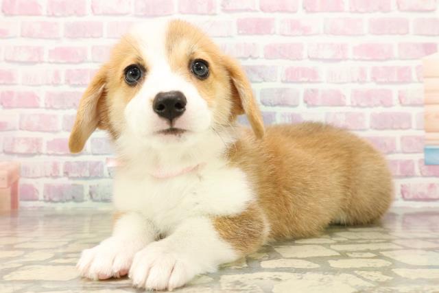 北海道のウェルシュコーギーペンブローク (Coo&RIKU釧路店/2025年9月22日生まれ/女の子/レッドホワイト)の子犬の2枚目の画像