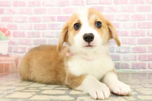 北海道のウェルシュコーギーペンブローク (Coo&RIKU釧路店/2025年9月22日生まれ/女の子/レッドホワイト)の子犬の3枚目の画像