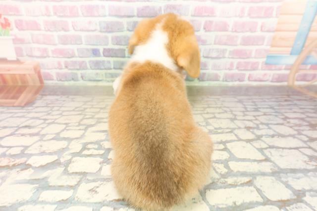 北海道のウェルシュコーギーペンブローク (Coo&RIKU釧路店/2025年9月22日生まれ/女の子/レッドホワイト)の子犬の4枚目の画像