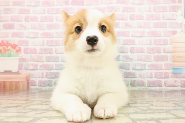 北海道のウェルシュコーギーペンブローク (Coo&RIKU岩見沢店/2025年9月22日生まれ/女の子/レッドホワイト)の子犬の1枚目の画像