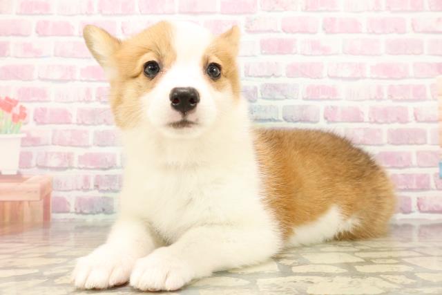 北海道のウェルシュコーギーペンブローク (Coo&RIKU岩見沢店/2025年9月22日生まれ/女の子/レッドホワイト)の子犬の2枚目の画像