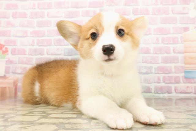 北海道のウェルシュコーギーペンブローク (Coo&RIKU岩見沢店/2025年9月22日生まれ/女の子/レッドホワイト)の子犬の3枚目の画像