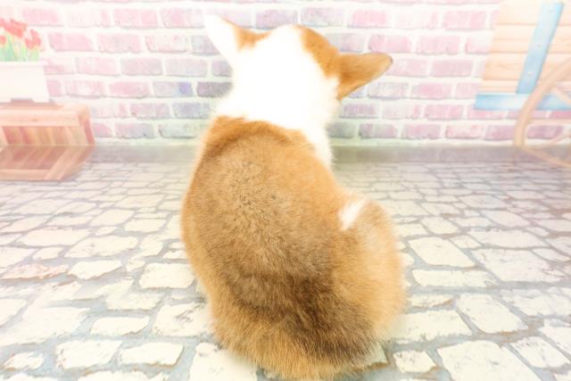 北海道のウェルシュコーギーペンブローク (Coo&RIKU岩見沢店/2025年9月22日生まれ/女の子/レッドホワイト)の子犬の4枚目の画像