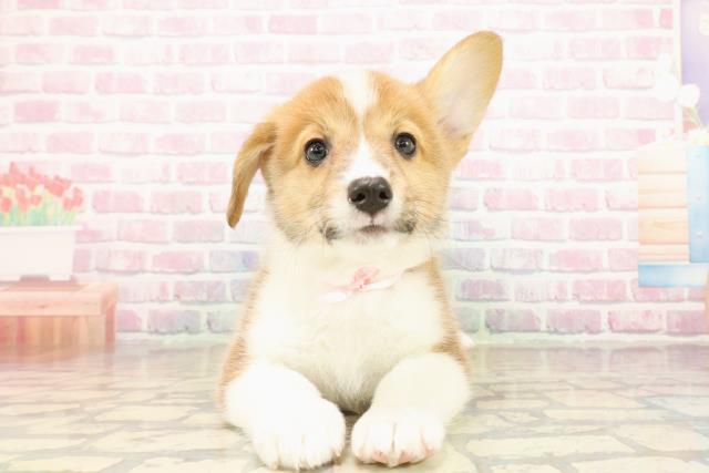 北海道のウェルシュコーギーペンブローク (Coo&RIKU室蘭店/2025年9月22日生まれ/女の子/レッドホワイト)の子犬の1枚目の画像