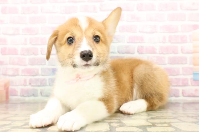 北海道のウェルシュコーギーペンブローク (Coo&RIKU室蘭店/2025年9月22日生まれ/女の子/レッドホワイト)の子犬の2枚目の画像