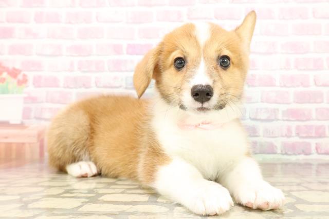 北海道のウェルシュコーギーペンブローク (Coo&RIKU室蘭店/2025年9月22日生まれ/女の子/レッドホワイト)の子犬の3枚目の画像