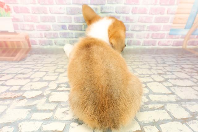 北海道のウェルシュコーギーペンブローク (Coo&RIKU室蘭店/2025年9月22日生まれ/女の子/レッドホワイト)の子犬の4枚目の画像