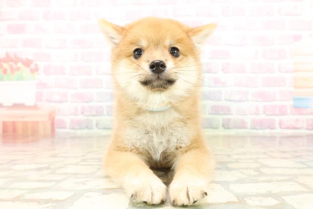 北海道のハーフ犬・ミックス犬 (Coo&RIKU帯広店/2025年9月23日生まれ/男の子/赤)の子犬