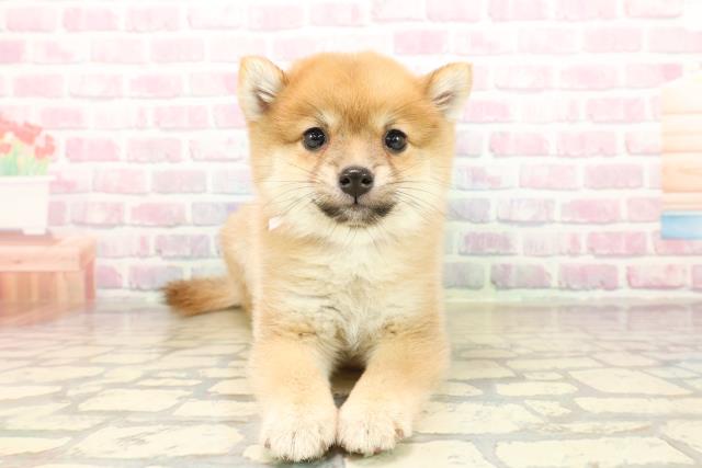 北海道のハーフ犬・ミックス犬 (Coo&RIKU北見店/2025年9月23日生まれ/女の子/赤)の子犬