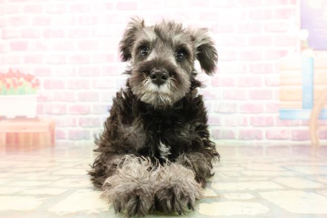 宮城県のミニチュアシュナウザー (Coo&RIKU仙台太白店/2025年9月3日生まれ/男の子/ソルトペッパー)の子犬の1枚目の画像