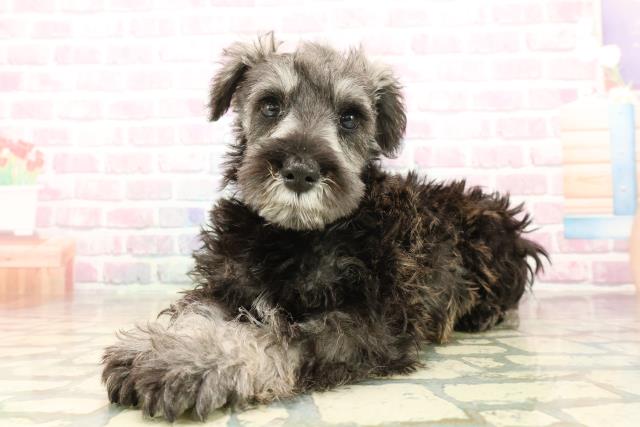 宮城県のミニチュアシュナウザー (Coo&RIKU仙台太白店/2025年9月3日生まれ/男の子/ソルトペッパー)の子犬の2枚目の画像