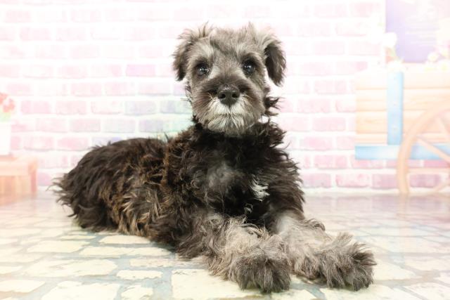 宮城県のミニチュアシュナウザー (Coo&RIKU仙台太白店/2025年9月3日生まれ/男の子/ソルトペッパー)の子犬の3枚目の画像