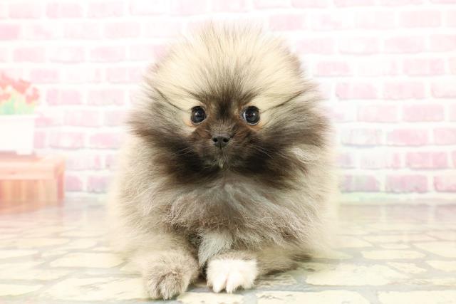 北海道のポメラニアン (Coo&RIKU帯広店/2025年9月10日生まれ/女の子/ウルフセーブル)の子犬