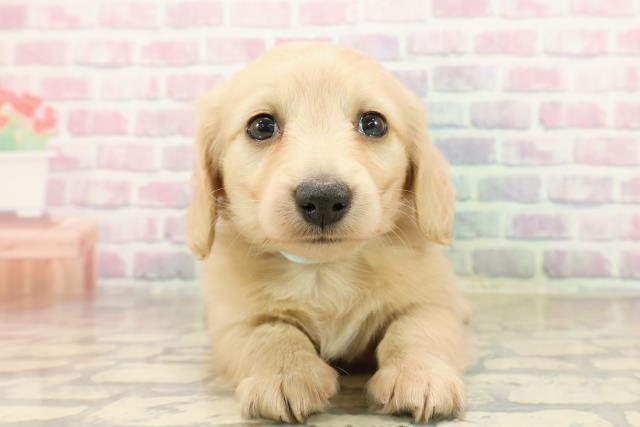 神奈川県のミニチュアダックスフンド(ロング) (Coo&RIKU横浜旭店/2025年9月23日生まれ/男の子/イエロー)の子犬の1枚目の画像