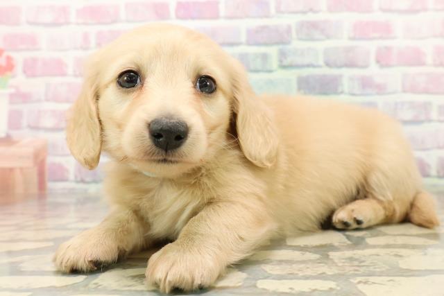 神奈川県のミニチュアダックスフンド(ロング) (Coo&RIKU横浜旭店/2025年9月23日生まれ/男の子/イエロー)の子犬の2枚目の画像