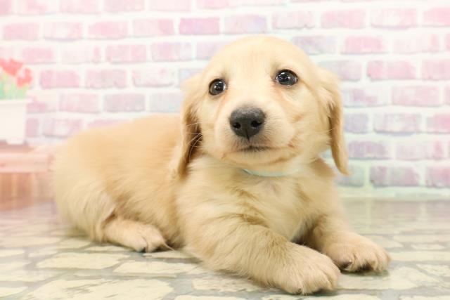 神奈川県のミニチュアダックスフンド(ロング) (Coo&RIKU横浜旭店/2025年9月23日生まれ/男の子/イエロー)の子犬の3枚目の画像