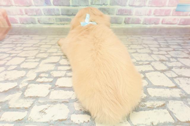 神奈川県のミニチュアダックスフンド(ロング) (Coo&RIKU横浜旭店/2025年9月23日生まれ/男の子/イエロー)の子犬の4枚目の画像