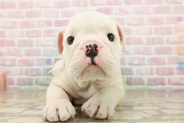 東京都のブルドッグ (Coo&RIKU足立本店/2025年9月21日生まれ/女の子/ホワイト)の子犬の1枚目の画像