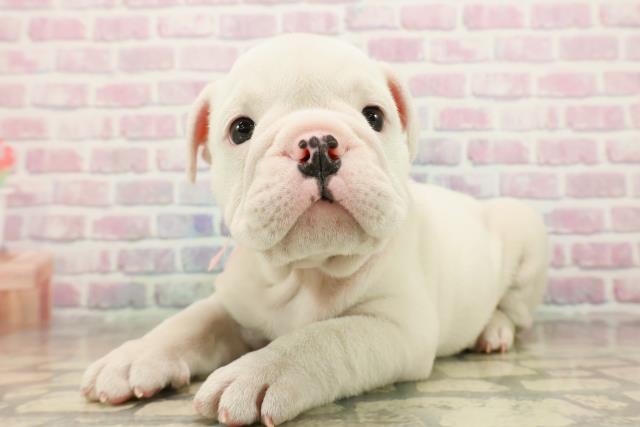 東京都のブルドッグ (Coo&RIKU足立本店/2025年9月21日生まれ/女の子/ホワイト)の子犬の2枚目の画像