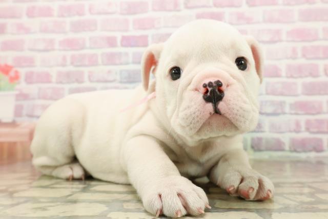 東京都のブルドッグ (Coo&RIKU足立本店/2025年9月21日生まれ/女の子/ホワイト)の子犬の3枚目の画像