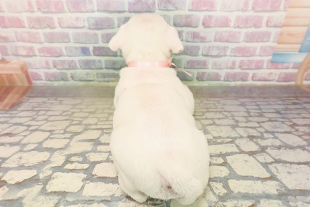 東京都のブルドッグ (Coo&RIKU足立本店/2025年9月21日生まれ/女の子/ホワイト)の子犬の4枚目の画像