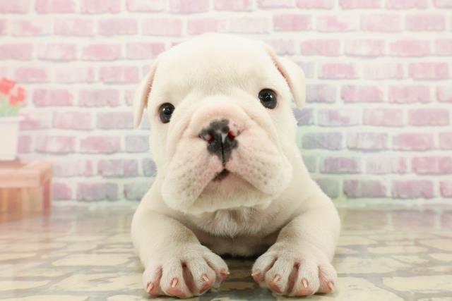 栃木県のブルドッグ (Coo&RIKUFKDインターパーク店/2025年9月21日生まれ/男の子/ホワイト)の子犬の1枚目の画像