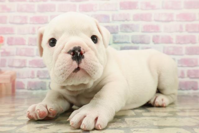 栃木県のブルドッグ (Coo&RIKUFKDインターパーク店/2025年9月21日生まれ/男の子/ホワイト)の子犬の2枚目の画像