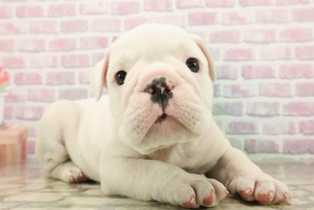 栃木県のブルドッグ (Coo&RIKUFKDインターパーク店/2025年9月21日生まれ/男の子/ホワイト)の子犬の3枚目の画像