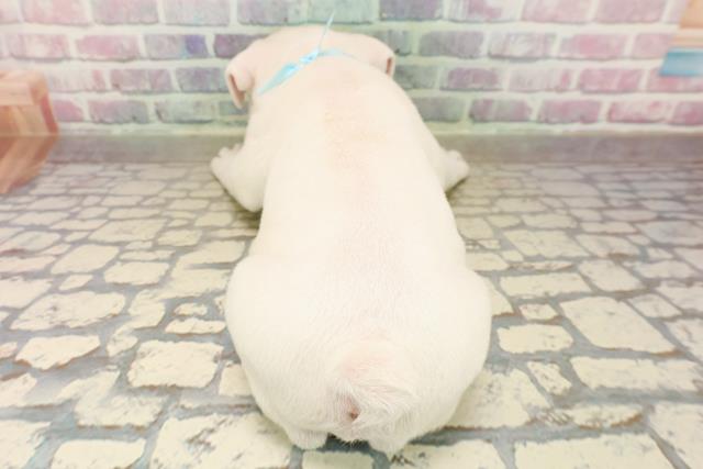 栃木県のブルドッグ (Coo&RIKUFKDインターパーク店/2025年9月21日生まれ/男の子/ホワイト)の子犬の4枚目の画像