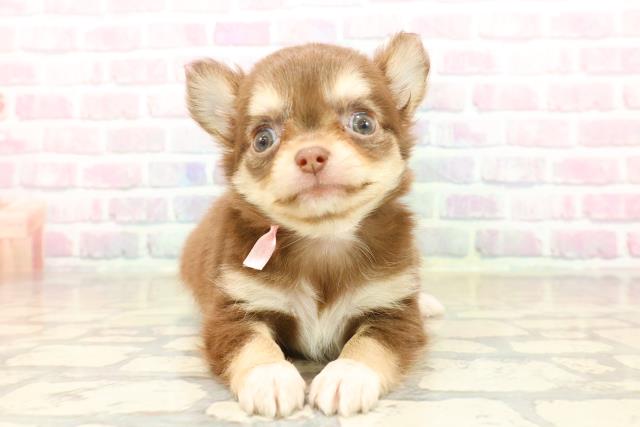 沖縄県のチワワ(ロング) (Coo&RIKU石垣店/2025年9月22日生まれ/女の子/チョコレートタンホワイト)の子犬の1枚目の画像