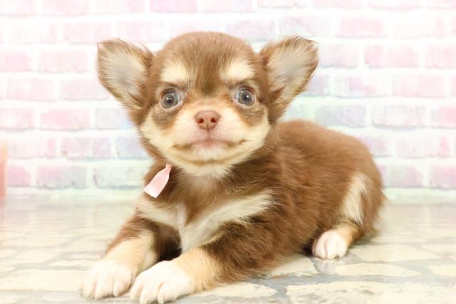 沖縄県のチワワ(ロング) (Coo&RIKU石垣店/2025年9月22日生まれ/女の子/チョコレートタンホワイト)の子犬の2枚目の画像