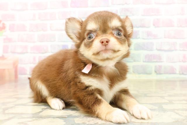 沖縄県のチワワ(ロング) (Coo&RIKU石垣店/2025年9月22日生まれ/女の子/チョコレートタンホワイト)の子犬の3枚目の画像