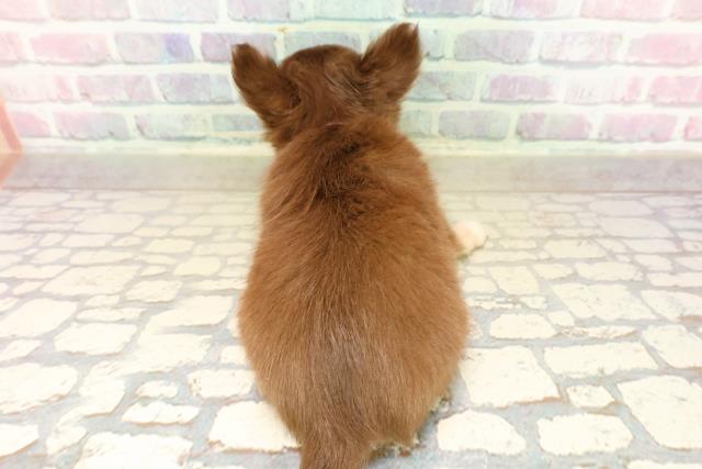 沖縄県のチワワ(ロング) (Coo&RIKU石垣店/2025年9月22日生まれ/女の子/チョコレートタンホワイト)の子犬の4枚目の画像