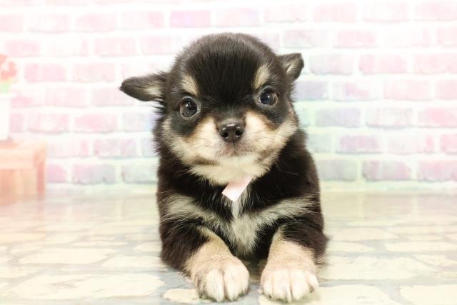 群馬県のチワワ(ロング) (Coo&RIKU前橋店/2025年9月23日生まれ/女の子/ブラッククリーム)の子犬の1枚目の画像