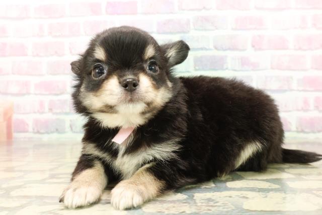 群馬県のチワワ(ロング) (Coo&RIKU前橋店/2025年9月23日生まれ/女の子/ブラッククリーム)の子犬の2枚目の画像