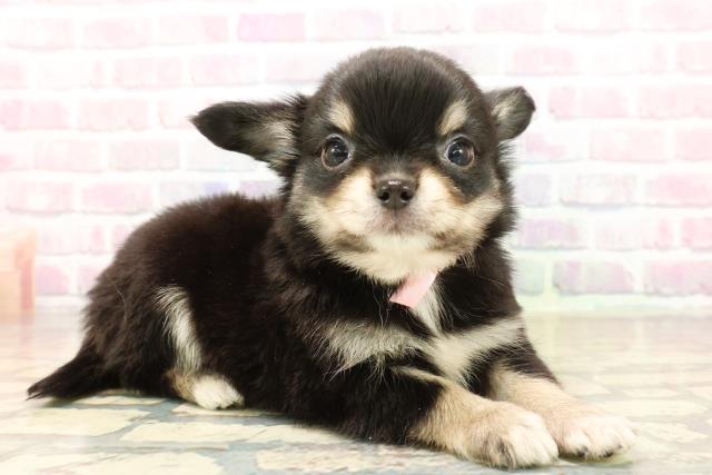 群馬県のチワワ(ロング) (Coo&RIKU前橋店/2025年9月23日生まれ/女の子/ブラッククリーム)の子犬の3枚目の画像