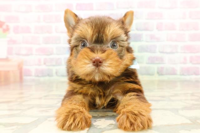 神奈川県のヨークシャーテリア (Coo&RIKU長津田店/2025年9月22日生まれ/男の子/チョコレートタン)の子犬