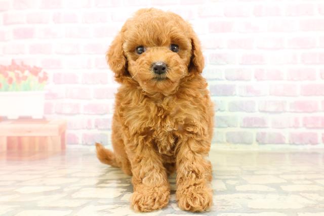 茨城県のトイプードル(トイ) (Coo&RIKU石岡店/2025年9月22日生まれ/男の子/レッド)の子犬の1枚目の画像