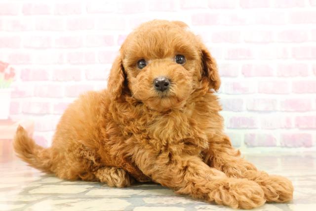 茨城県のトイプードル(トイ) (Coo&RIKU石岡店/2025年9月22日生まれ/男の子/レッド)の子犬の3枚目の画像