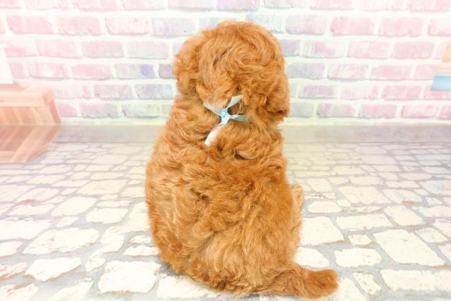 茨城県のトイプードル(トイ) (Coo&RIKU石岡店/2025年9月22日生まれ/男の子/レッド)の子犬の4枚目の画像